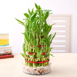 Lucky Bamboo (2 Layers)