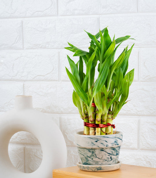2 Layer Lucky Bamboo Plant