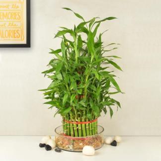 4 Layer Lucky Bamboo Tree